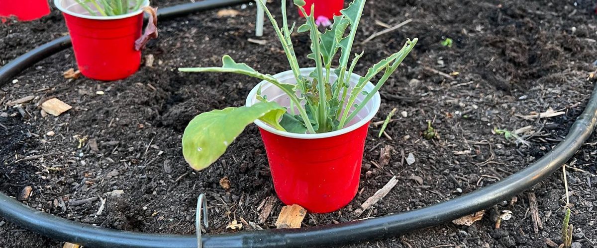 Stuttgarten Market Garden – Frische Vielfalt aus regionalem Anbau