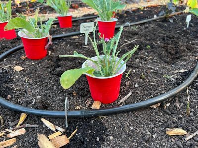 Stuttgarten Market Garden – Frische Vielfalt aus regionalem Anbau